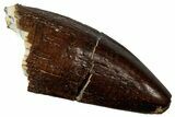 Fossil Sauropod Dinosaur (Titanosaur) Tooth Tip - Morocco #329045-1